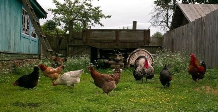 Условия установления забора на границе участков