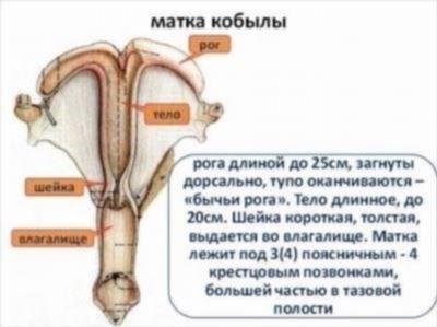 Формы аренды и ренты